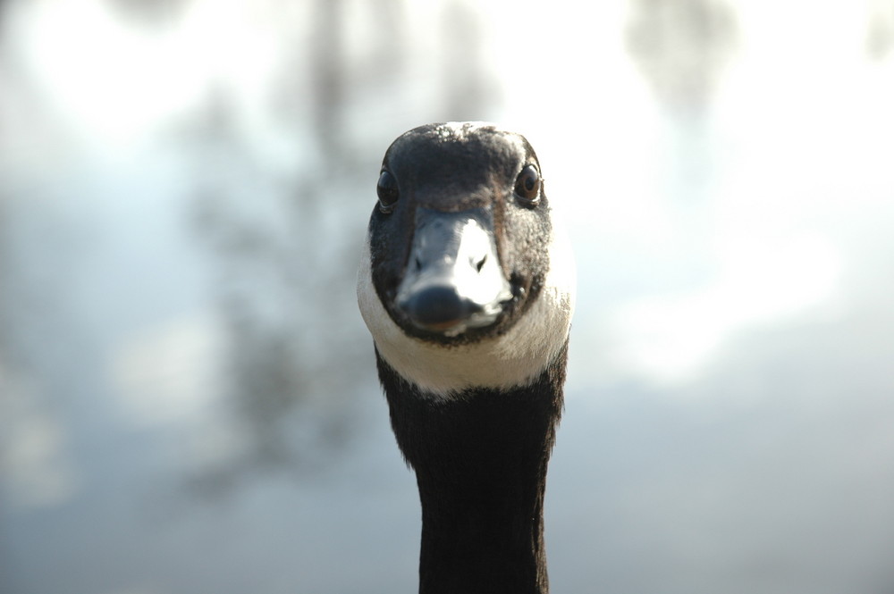 une oie au lac des ibis (78)