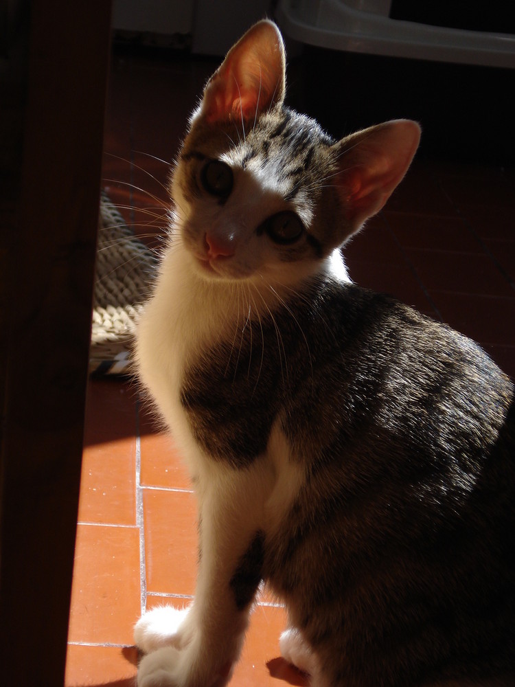 une ombre passe...le chat lui s'en prélasse...