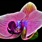 une orchidée m a donné son coeur .....