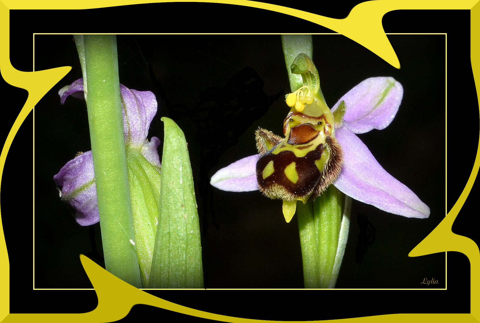 Une orchidée pas comme les autres........