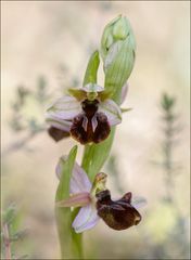 Une orchidée pour Marinette 