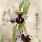 Une orchidée pour Marinette 