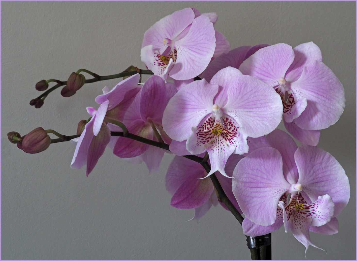 Une orchidée tout simplement  --  Phalaenopsis