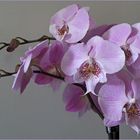 Une orchidée tout simplement  --  Phalaenopsis