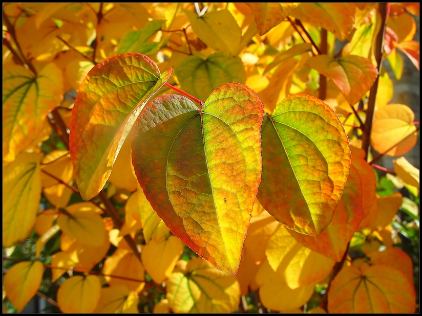 Une orgie de couleurs...