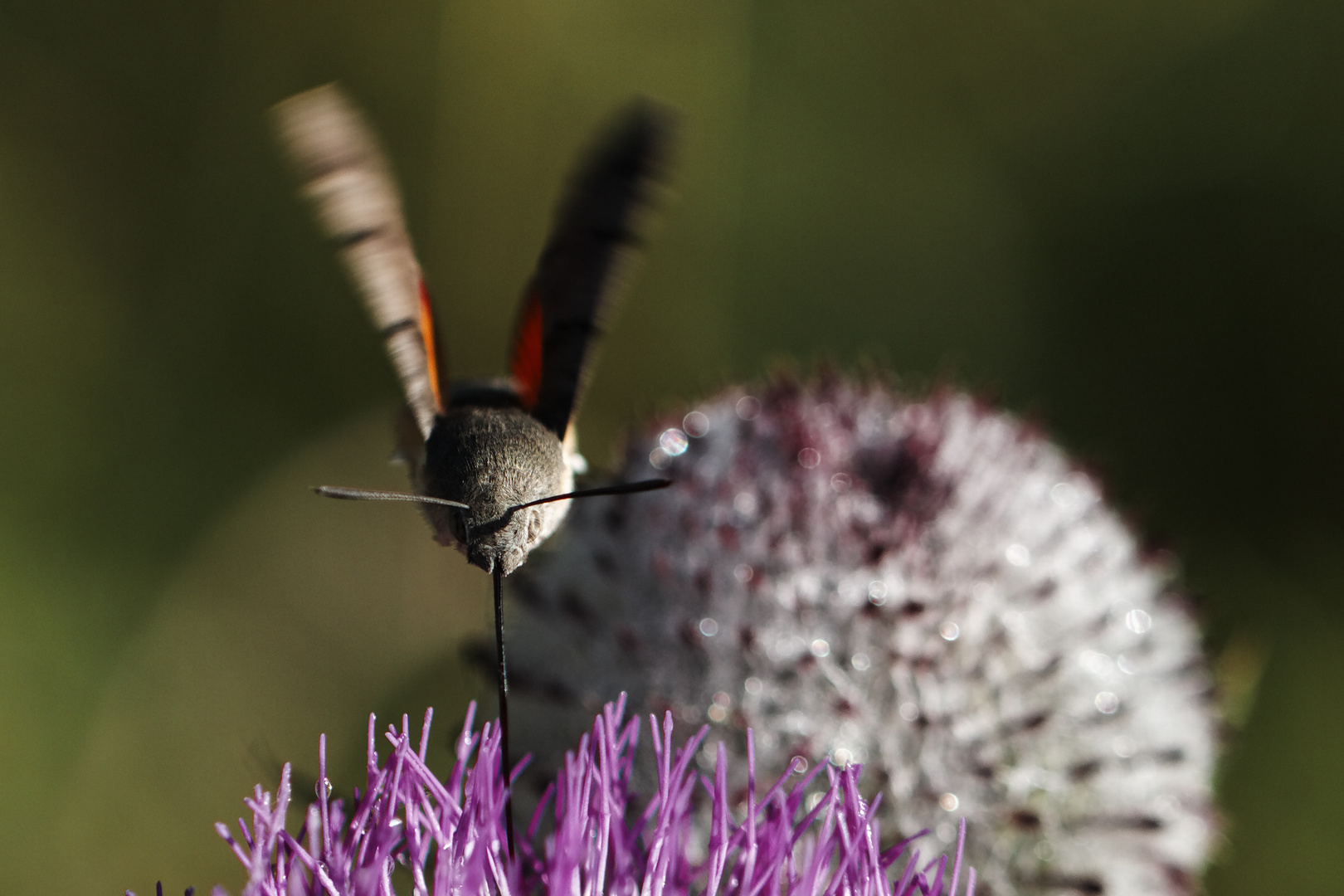 Une paille (3)