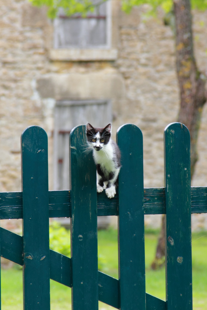 Une partie de "Chat perché"