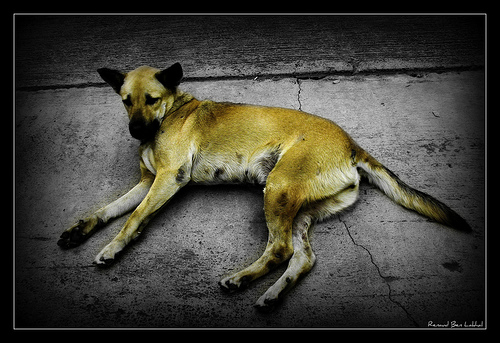 Une pause de chien