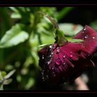 Une pensée après la pluie.