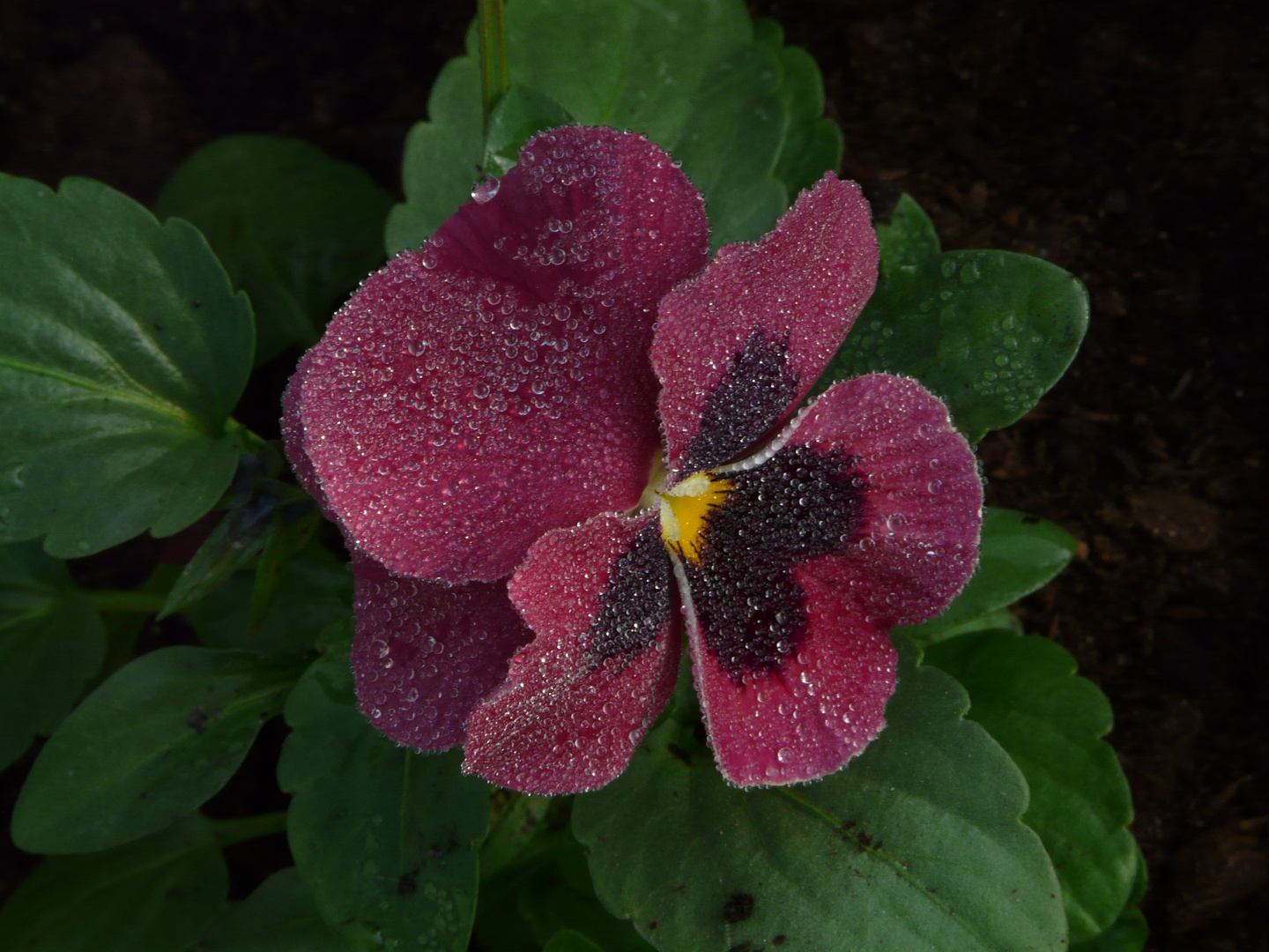 Une pensée avec la rosée