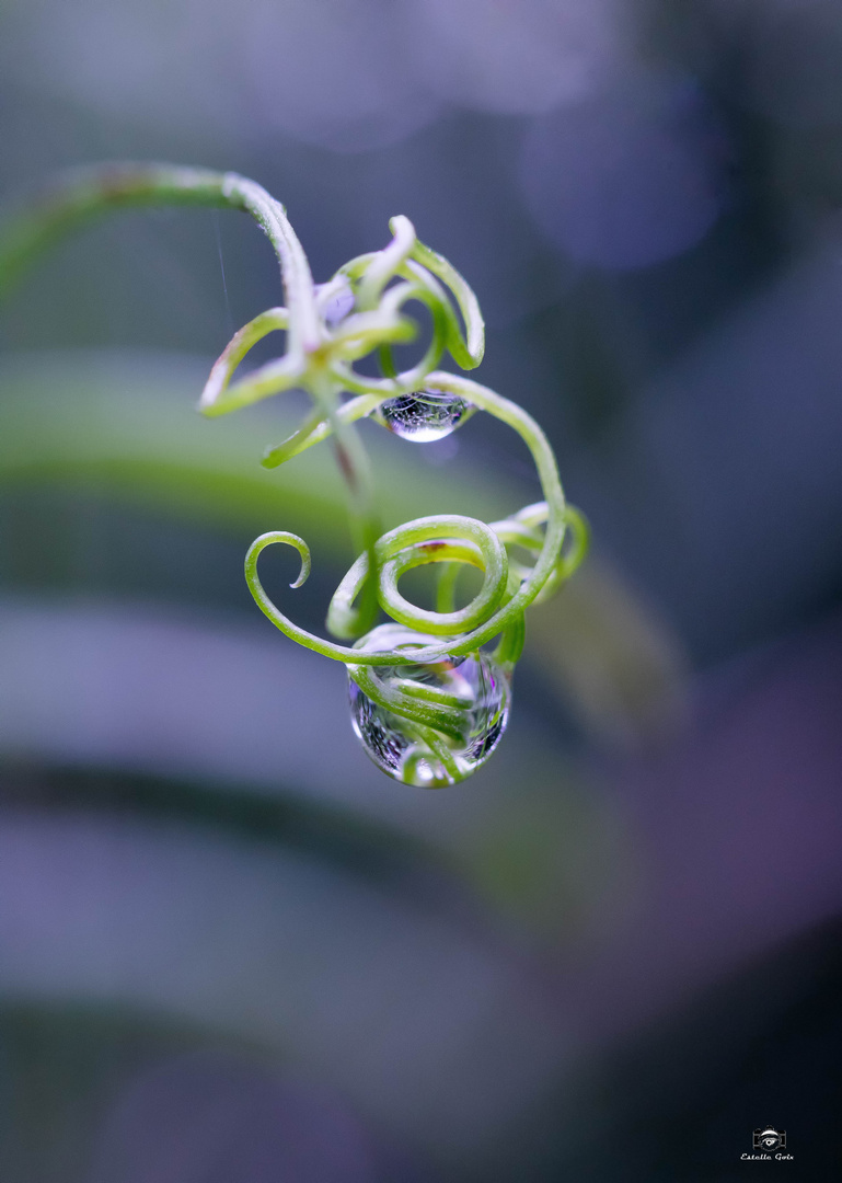 Une perle de pluie