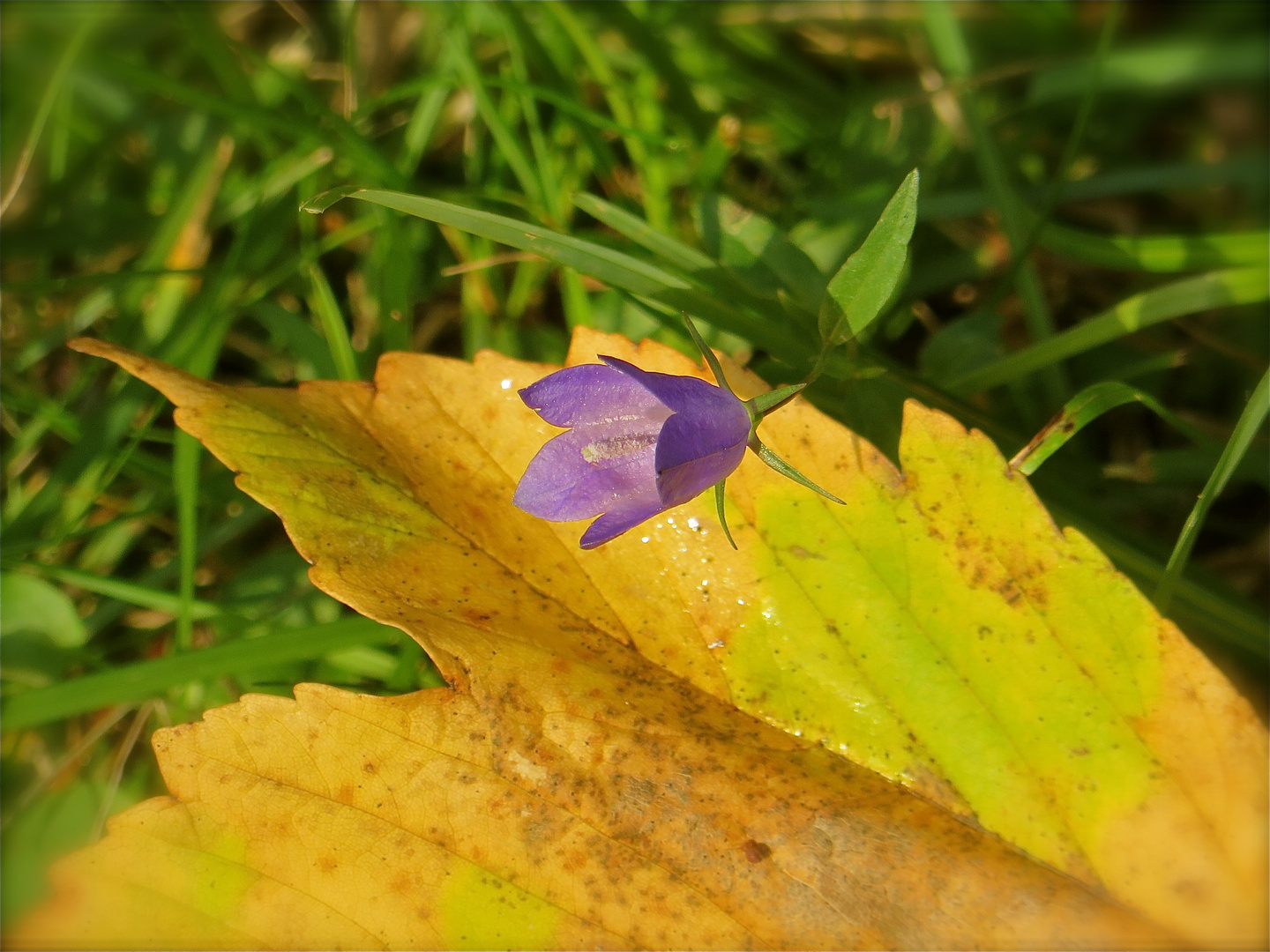 ... une petit campanule !!!...