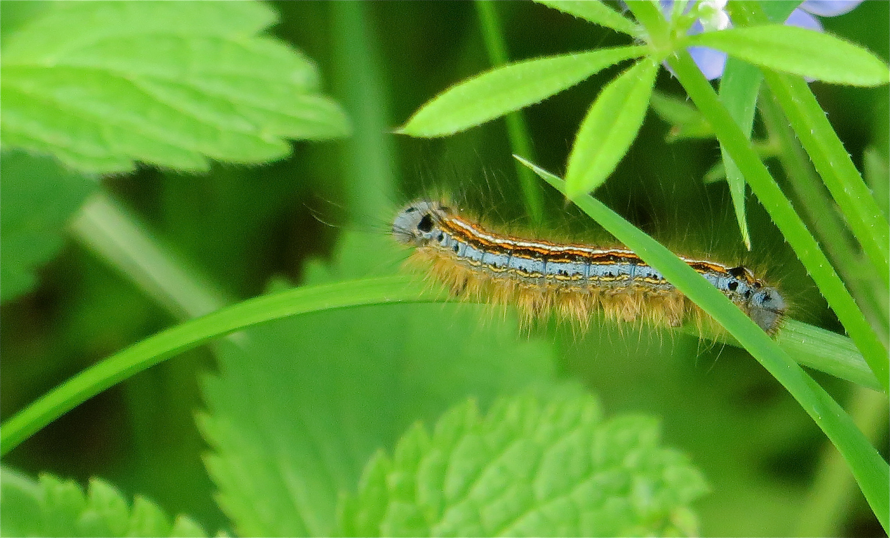 ... une petit chenille !!!...