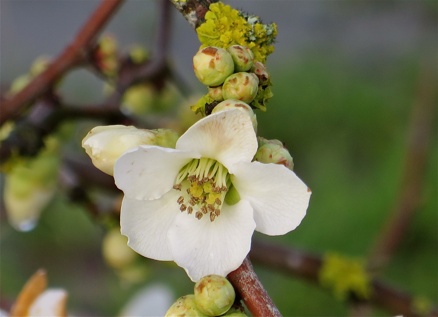 ...une petit fleur pour lundi !!!...