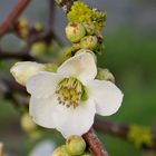 ...une petit fleur pour lundi !!!...