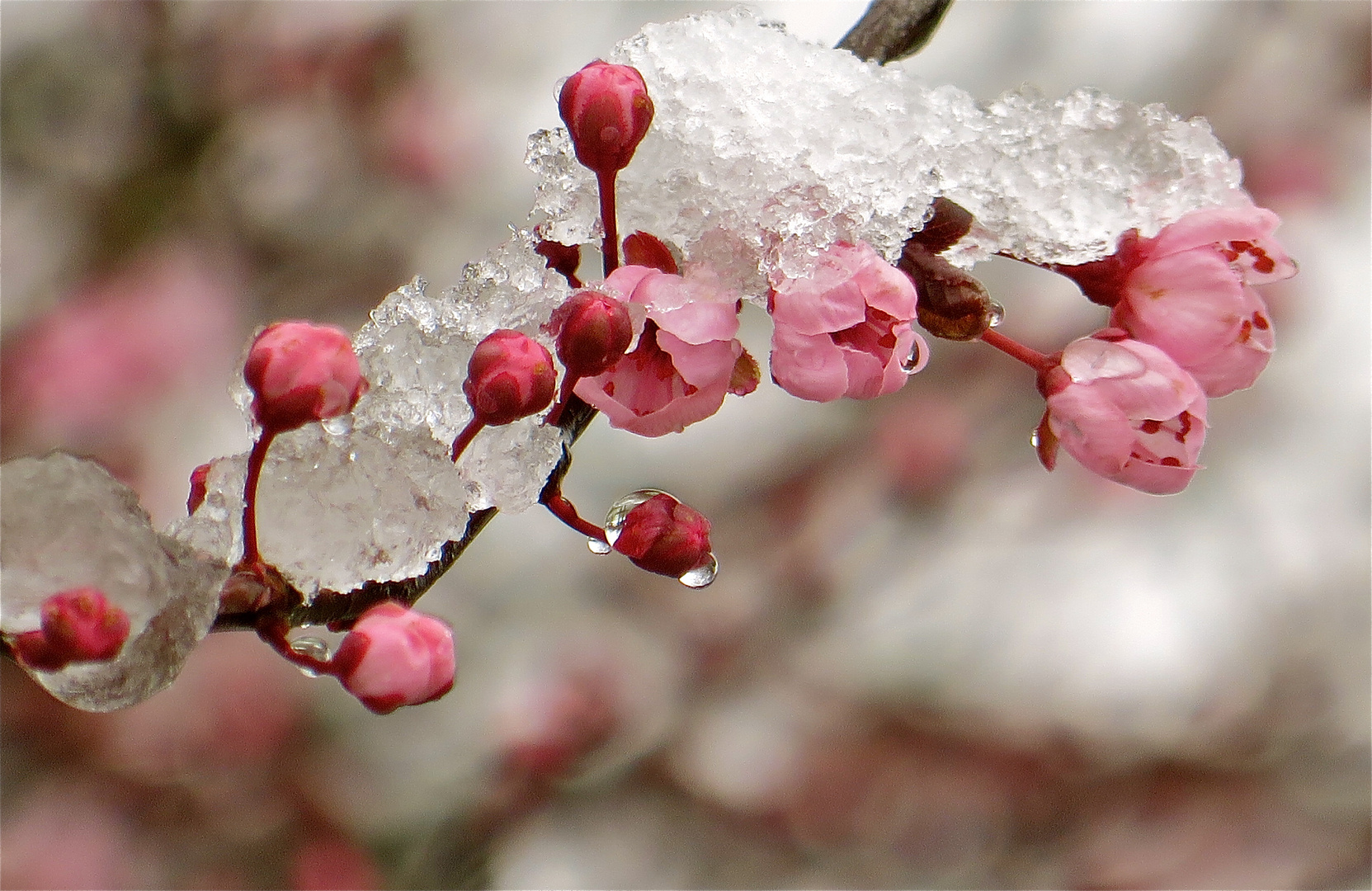 ...une petit-peu de neige...