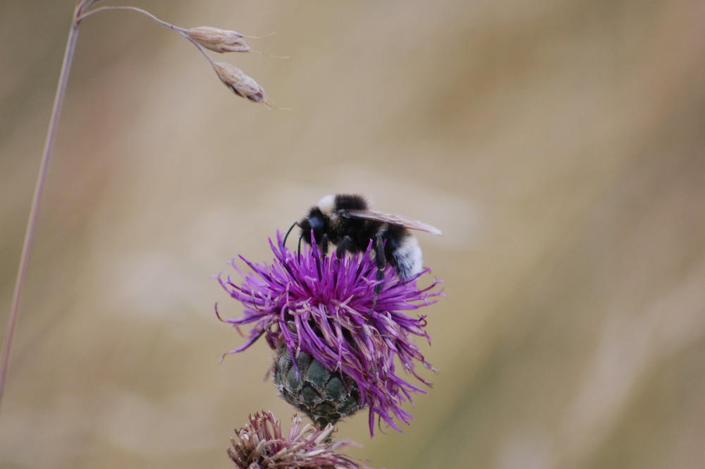 une petite abeille