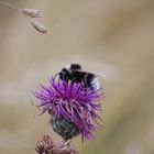 une petite abeille