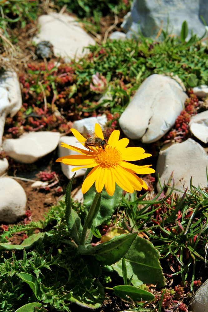 Une petite abeille qui butine au grand Veymont (Vercors)