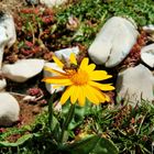 Une petite abeille qui butine au grand Veymont (Vercors)