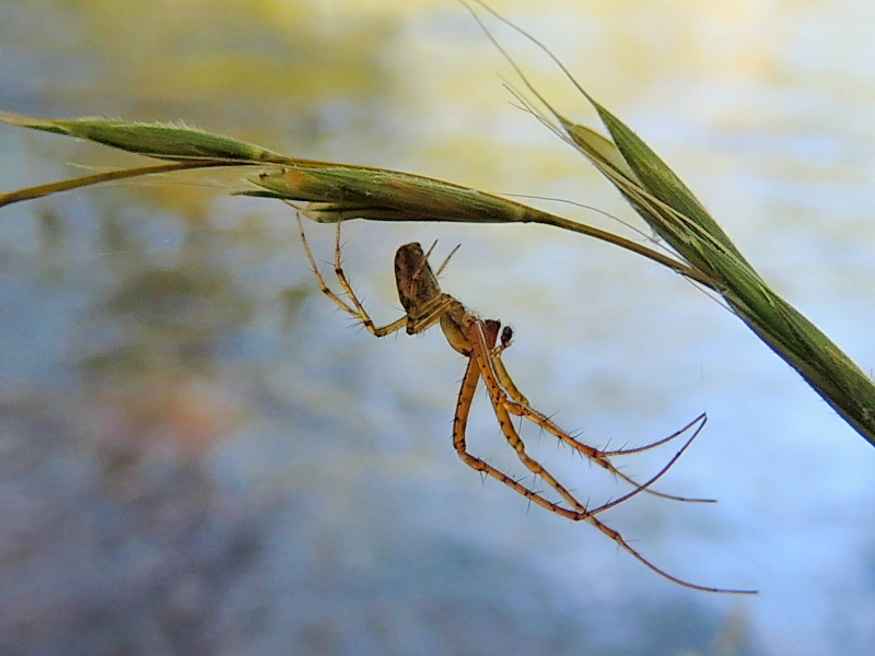 Une petite araignée.