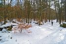 une petite balade en forêt de Fontainbleau von ntali 