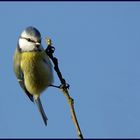 Une petite bleue