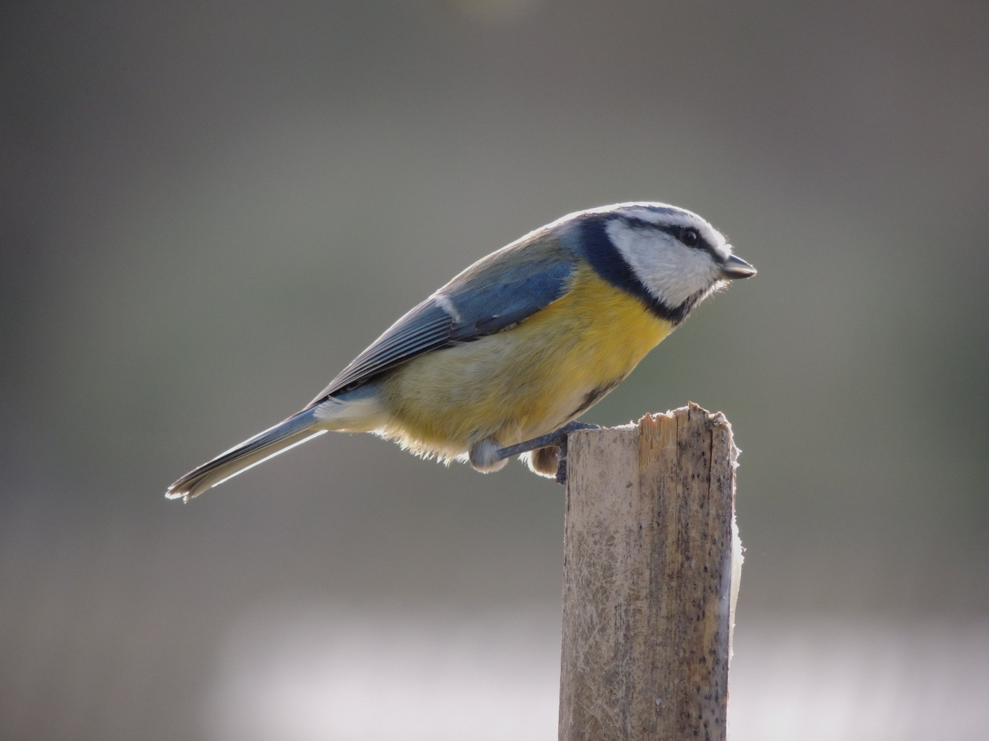 Une petite bleue au piquet