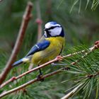 une petite bleue