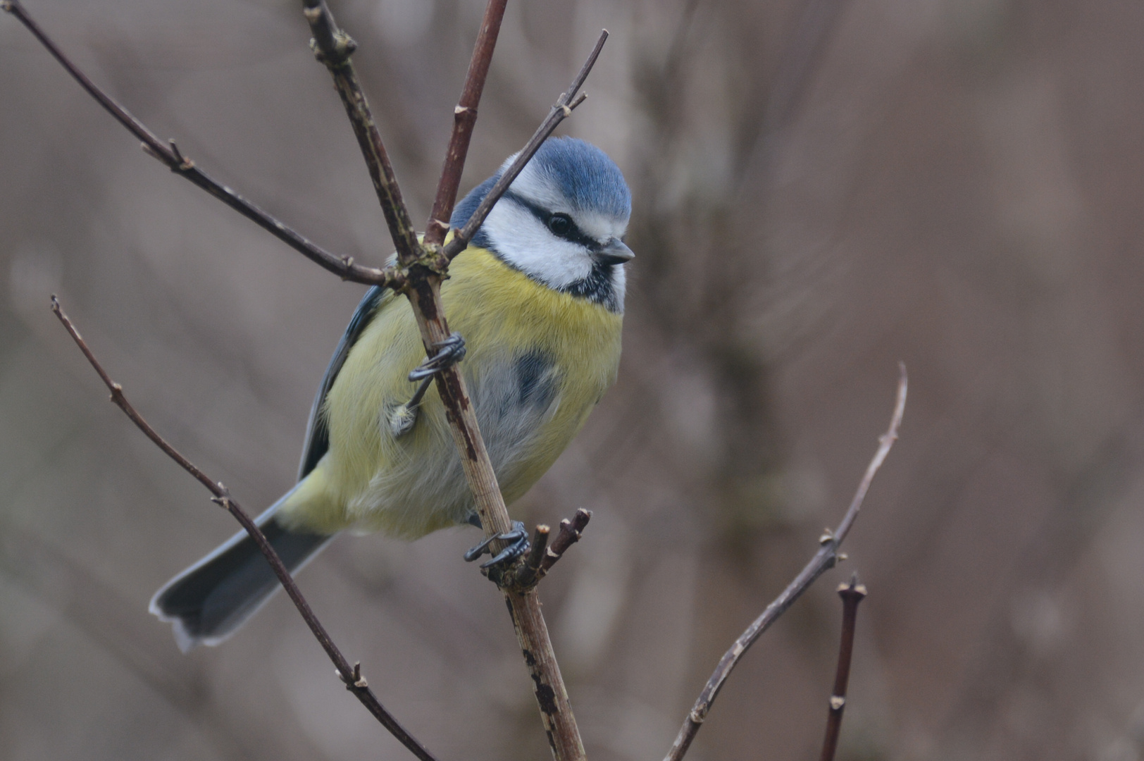 une petite bleue