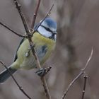 une petite bleue