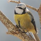 Une petite bleue passait par là !!