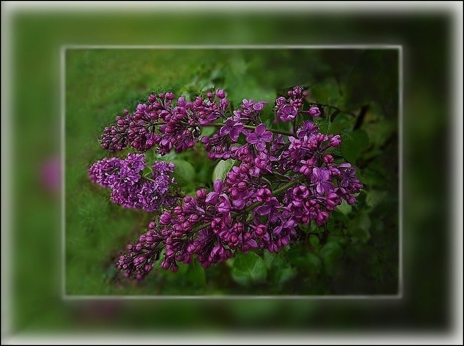 Une petite branche de Lilas