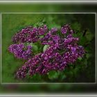 Une petite branche de Lilas