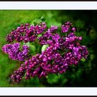 Une petite branche de Lilas !