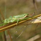 une petite bronzette