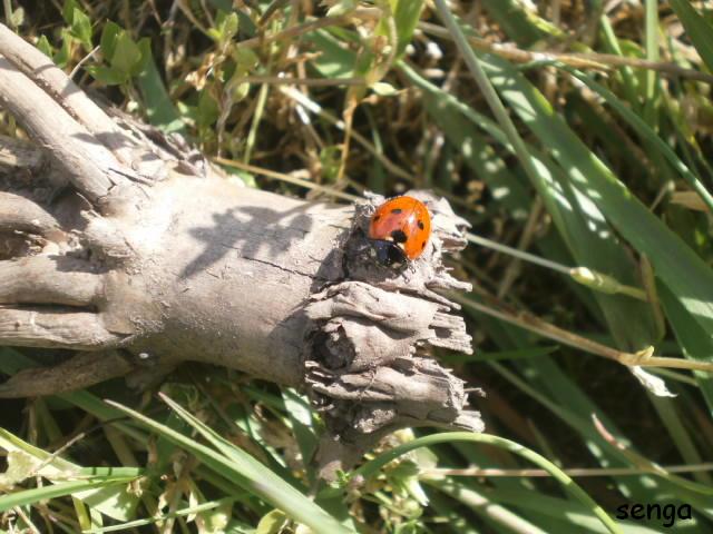 une petite coccinelle