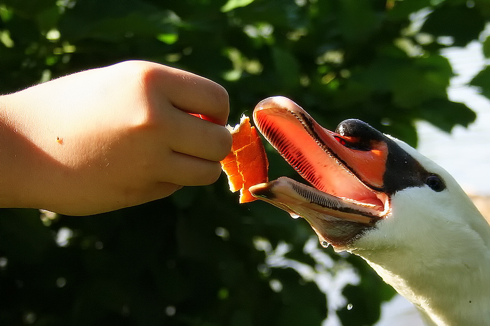 Une petite croûte de tendresse, pour ma becquée quotidienne