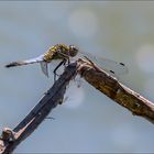 Une petite derniere!Belle journée à tous!