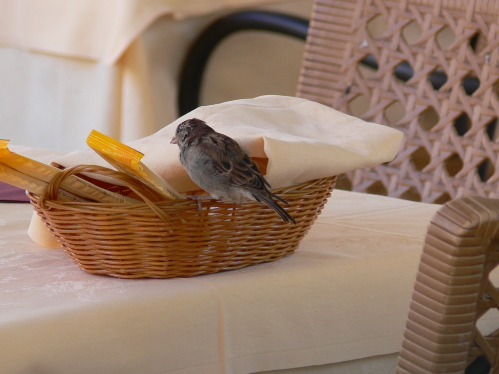 Une petite faim ! Vous n'étiez pas là, j'ai commencé..............