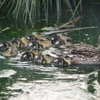 une petite famille