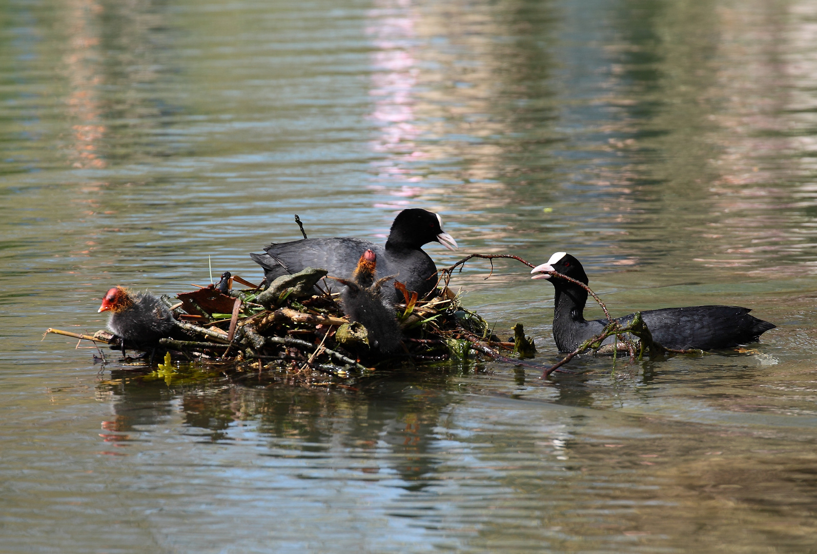 une petite famille