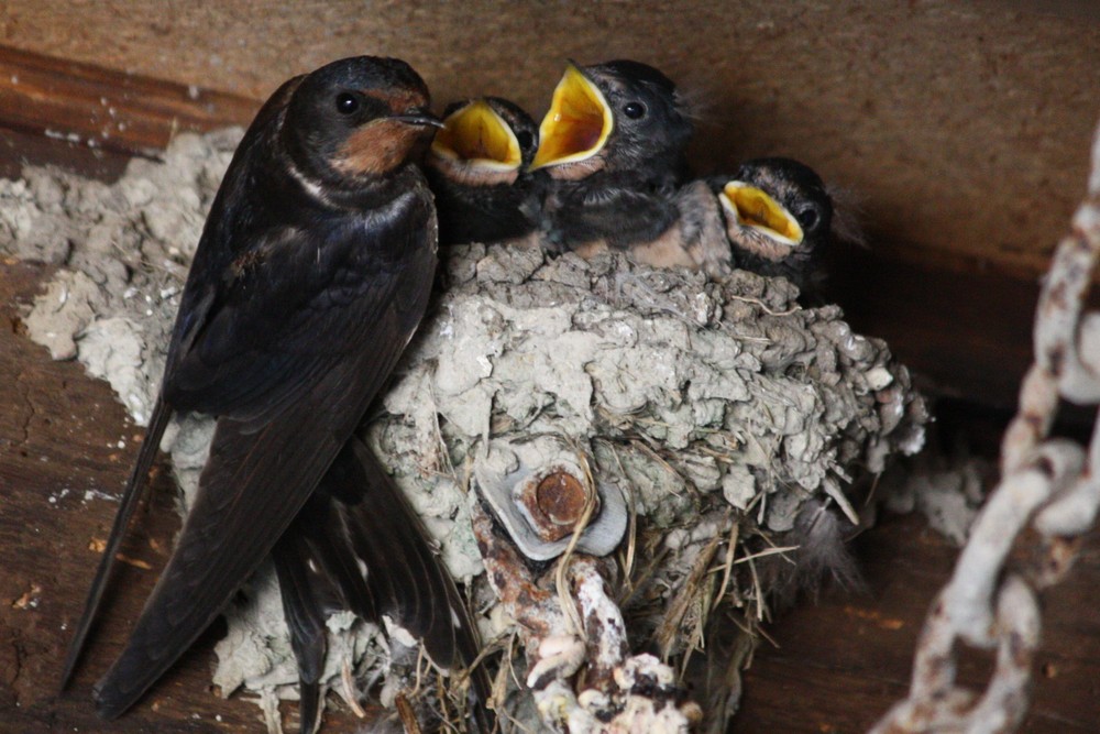 une petite famille d'hirondelles