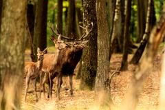 une petite famille