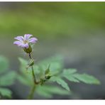 Une petite fleur...