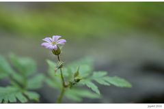 Une petite fleur...