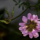 une petite fleur