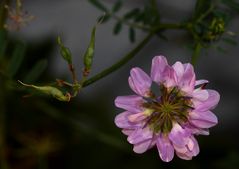 une petite fleur