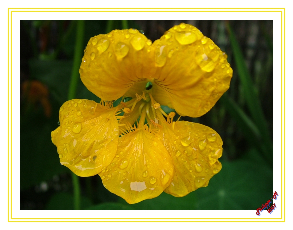 une petite fleur après la pluie