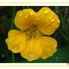 une petite fleur après la pluie